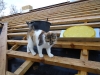 dachkatze-13