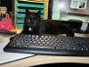 dachkatze-15