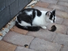 dachkatze-dachdeckerbetrieb-blankenfeld-letschin
