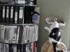 dachkatzen-10