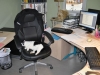 dachkatzen-2