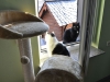 dachkatzen-5