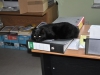 dachkatzen-9
